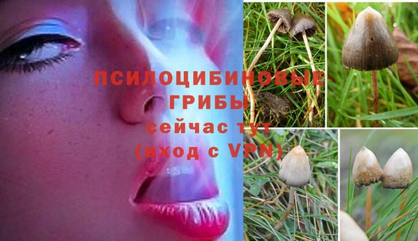 бошки Ладушкин